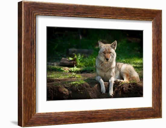 Coyote in a Canadian Forest-null-Framed Art Print