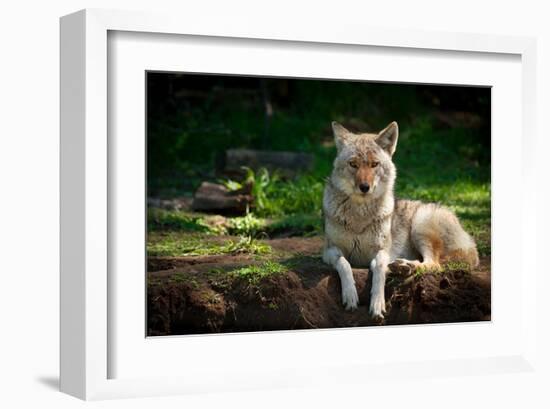 Coyote in a Canadian Forest-null-Framed Art Print