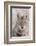 Coyote in autumn-Ken Archer-Framed Photographic Print