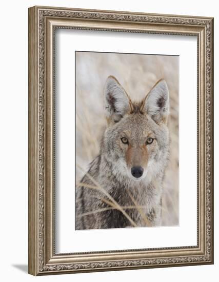 Coyote in autumn-Ken Archer-Framed Photographic Print