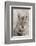 Coyote in autumn-Ken Archer-Framed Photographic Print