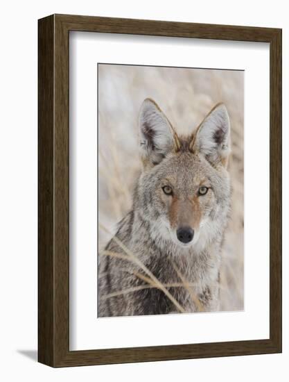 Coyote in autumn-Ken Archer-Framed Photographic Print