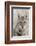 Coyote in autumn-Ken Archer-Framed Photographic Print