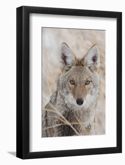 Coyote in autumn-Ken Archer-Framed Photographic Print