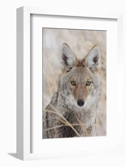 Coyote in autumn-Ken Archer-Framed Photographic Print