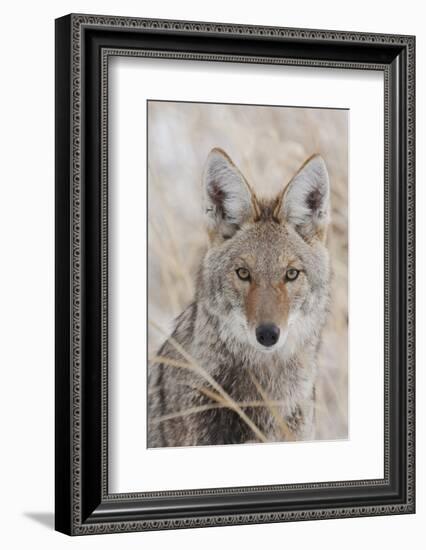 Coyote in autumn-Ken Archer-Framed Photographic Print