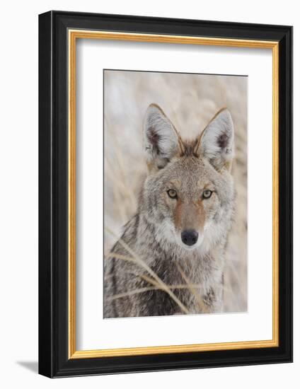 Coyote in autumn-Ken Archer-Framed Photographic Print