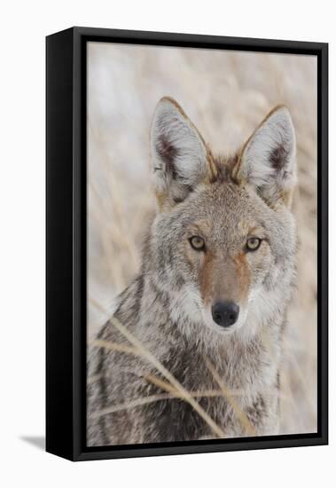 Coyote in autumn-Ken Archer-Framed Premier Image Canvas