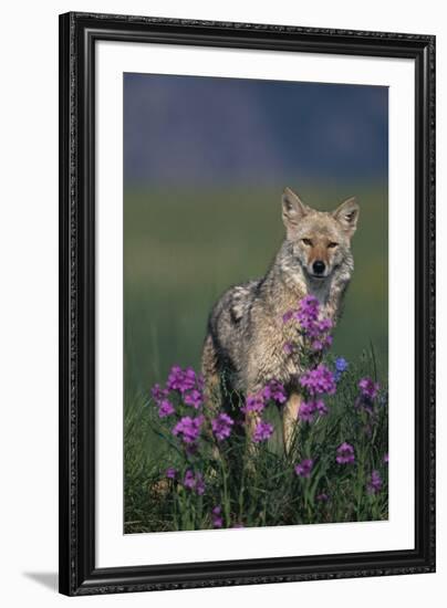 Coyote in Field with Wildflowers-DLILLC-Framed Photographic Print