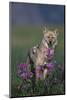 Coyote in Field with Wildflowers-DLILLC-Mounted Photographic Print