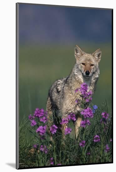 Coyote in Field with Wildflowers-DLILLC-Mounted Photographic Print