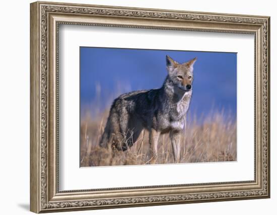 Coyote in Field-DLILLC-Framed Photographic Print