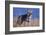 Coyote in Field-DLILLC-Framed Photographic Print