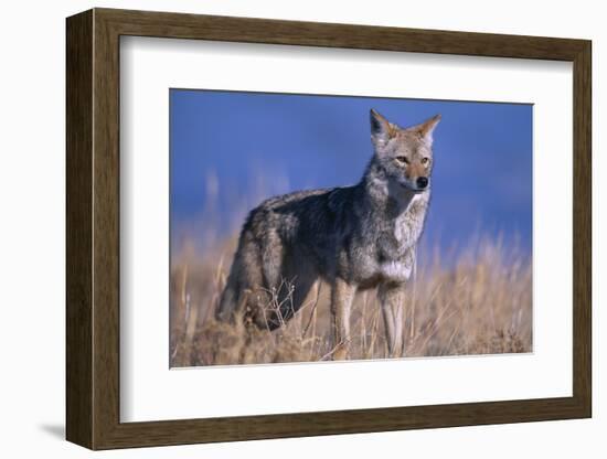 Coyote in Field-DLILLC-Framed Photographic Print