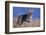 Coyote in Field-DLILLC-Framed Photographic Print