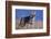 Coyote in Field-DLILLC-Framed Photographic Print