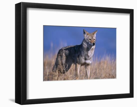 Coyote in Field-DLILLC-Framed Photographic Print