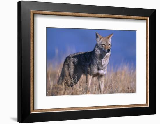 Coyote in Field-DLILLC-Framed Photographic Print