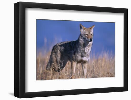 Coyote in Field-DLILLC-Framed Photographic Print