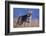 Coyote in Field-DLILLC-Framed Photographic Print