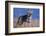 Coyote in Field-DLILLC-Framed Photographic Print