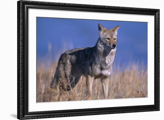 Coyote in Field-DLILLC-Framed Photographic Print