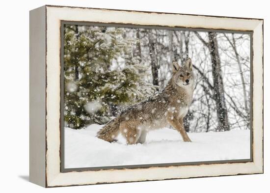 Coyote in snow, Montana-Adam Jones-Framed Premier Image Canvas