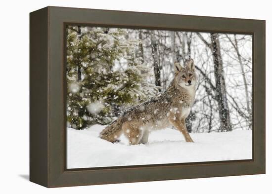 Coyote in snow, Montana-Adam Jones-Framed Premier Image Canvas