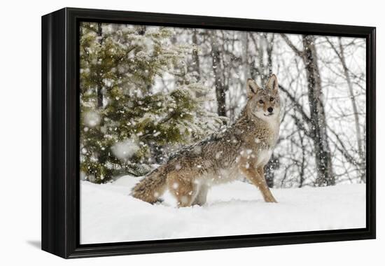 Coyote in snow, Montana-Adam Jones-Framed Premier Image Canvas