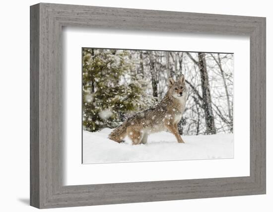 Coyote in snow, Montana-Adam Jones-Framed Photographic Print