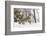 Coyote in snow, Montana-Adam Jones-Framed Photographic Print