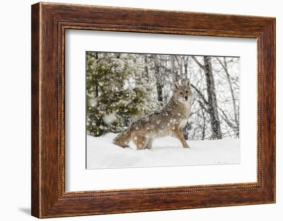 Coyote in snow, Montana-Adam Jones-Framed Photographic Print