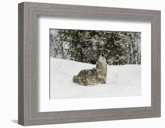 Coyote in snow, Montana-Adam Jones-Framed Photographic Print