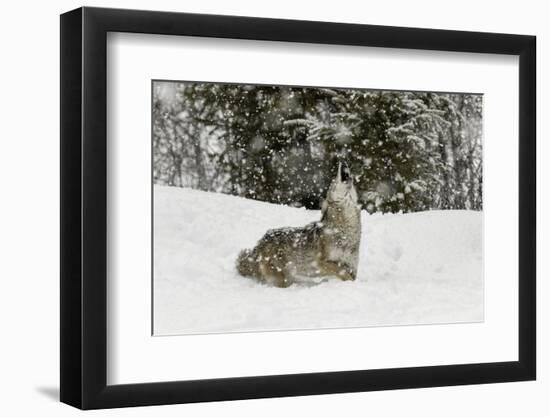 Coyote in snow, Montana-Adam Jones-Framed Photographic Print