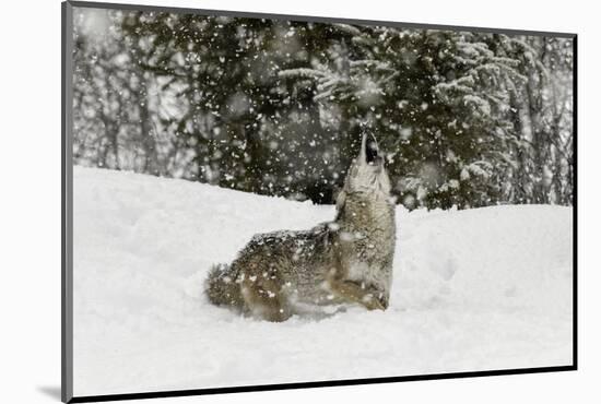 Coyote in snow, Montana-Adam Jones-Mounted Photographic Print