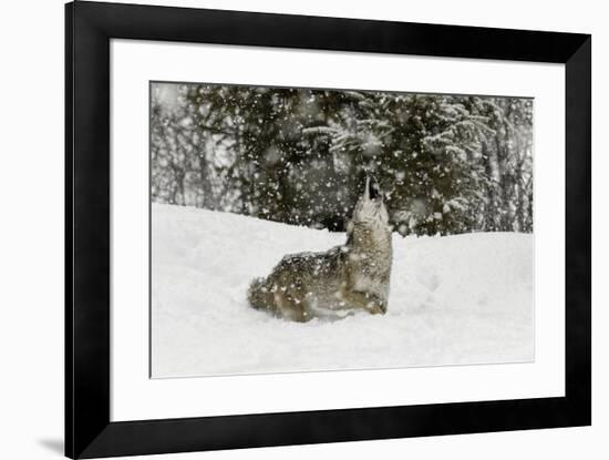 Coyote in snow, Montana-Adam Jones-Framed Premium Photographic Print