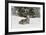 Coyote in snow, Montana-Adam Jones-Framed Premium Photographic Print