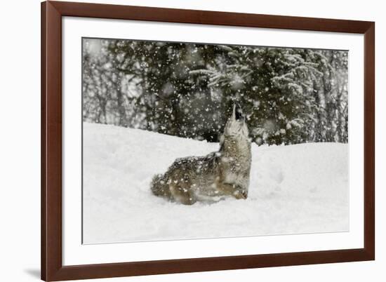 Coyote in snow, Montana-Adam Jones-Framed Premium Photographic Print