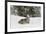 Coyote in snow, Montana-Adam Jones-Framed Premium Photographic Print