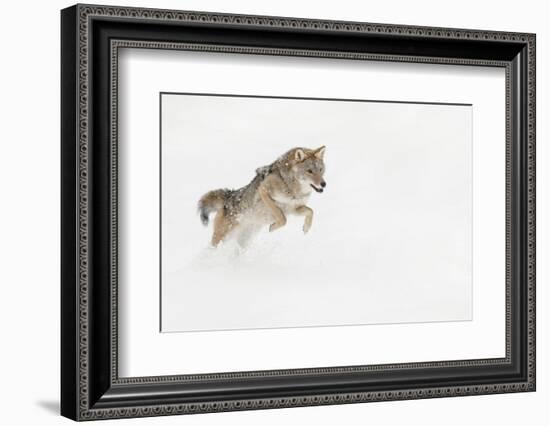 Coyote in snow, Montana-Adam Jones-Framed Photographic Print