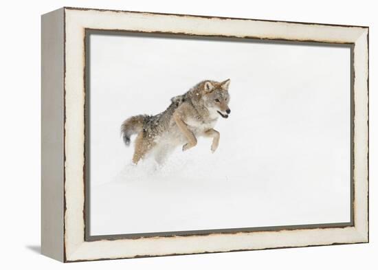 Coyote in snow, Montana-Adam Jones-Framed Premier Image Canvas