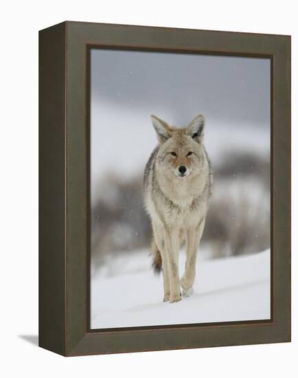 Coyote in Snow, Yellowstone National Park, Wyoming, USA-James Hager-Framed Premier Image Canvas