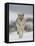 Coyote in Snow, Yellowstone National Park, Wyoming, USA-James Hager-Framed Premier Image Canvas