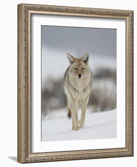 Coyote in Snow, Yellowstone National Park, Wyoming, USA-James Hager-Framed Photographic Print