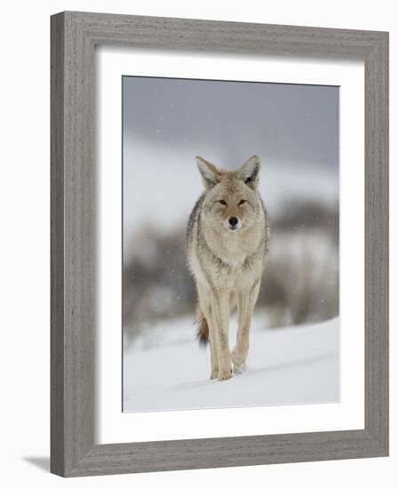 Coyote in Snow, Yellowstone National Park, Wyoming, USA-James Hager-Framed Photographic Print