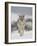 Coyote in Snow, Yellowstone National Park, Wyoming, USA-James Hager-Framed Photographic Print