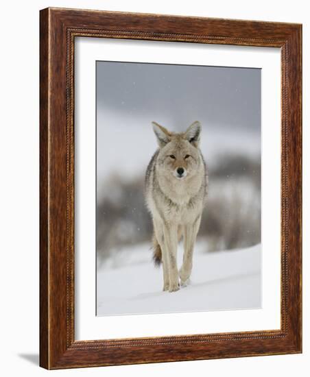 Coyote in Snow, Yellowstone National Park, Wyoming, USA-James Hager-Framed Photographic Print