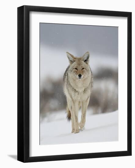 Coyote in Snow, Yellowstone National Park, Wyoming, USA-James Hager-Framed Photographic Print