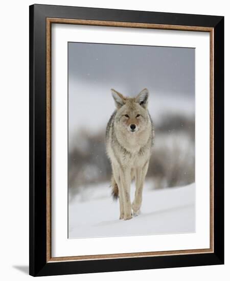 Coyote in Snow, Yellowstone National Park, Wyoming, USA-James Hager-Framed Photographic Print