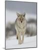 Coyote in Snow, Yellowstone National Park, Wyoming, USA-James Hager-Mounted Photographic Print